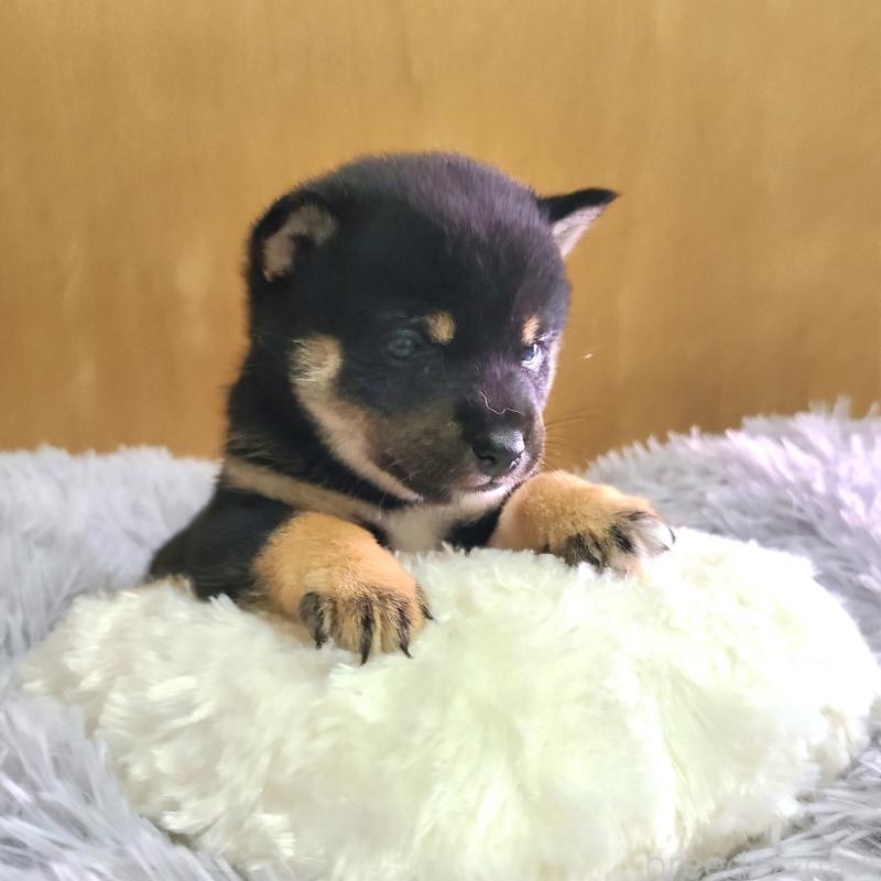 販売中の神奈川県の豆柴-450737の5枚目