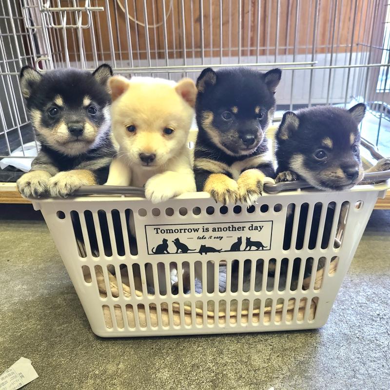 販売中の神奈川県の豆柴-450737の4枚目