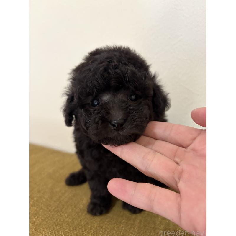 販売中の滋賀県のタイニープードル-450736の5枚目