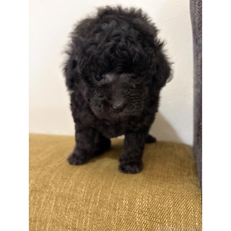 販売中の滋賀県のタイニープードル-450736の4枚目