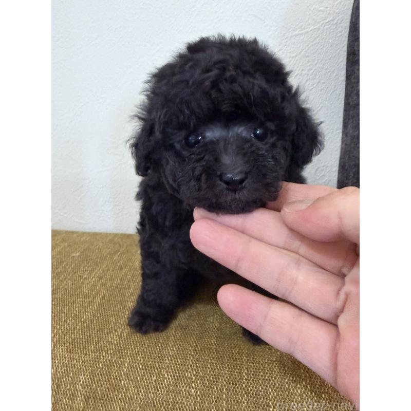 販売中の滋賀県のタイニープードル-450736の3枚目