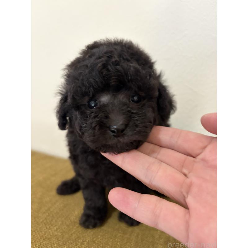 販売中の滋賀県のタイニープードル-450736の2枚目
