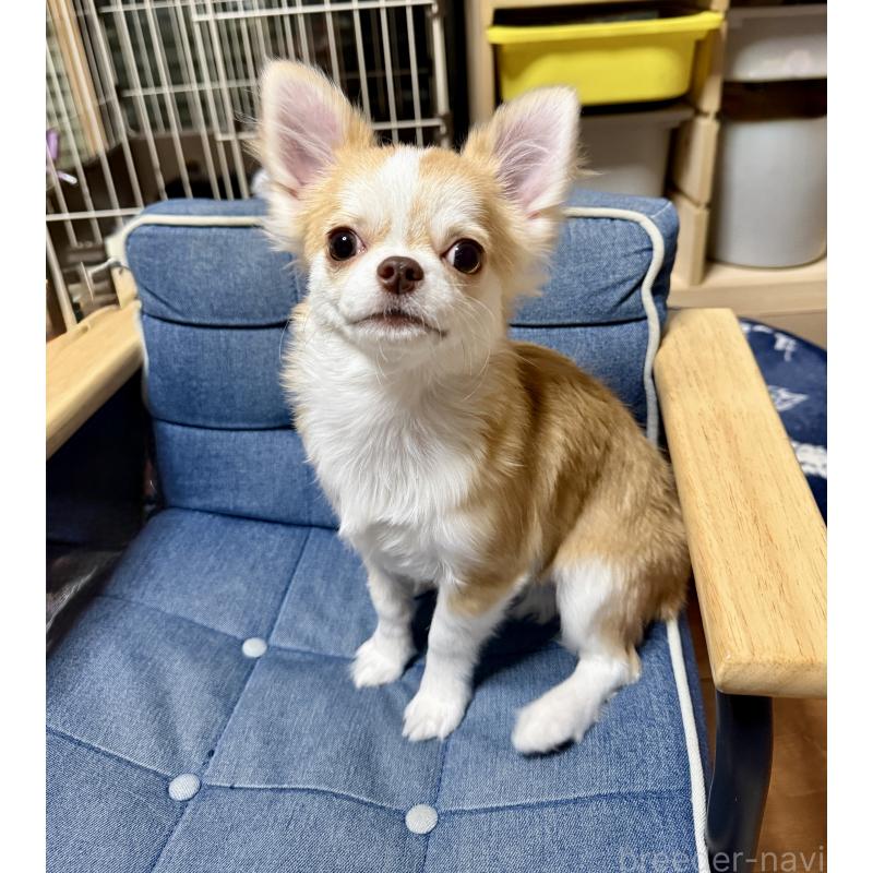 販売中の福岡県のチワワ(ロングコート)-428353の2枚目