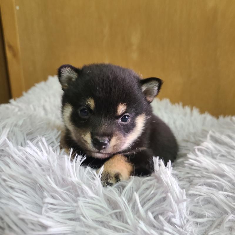 販売中の神奈川県の豆柴-450740の6枚目