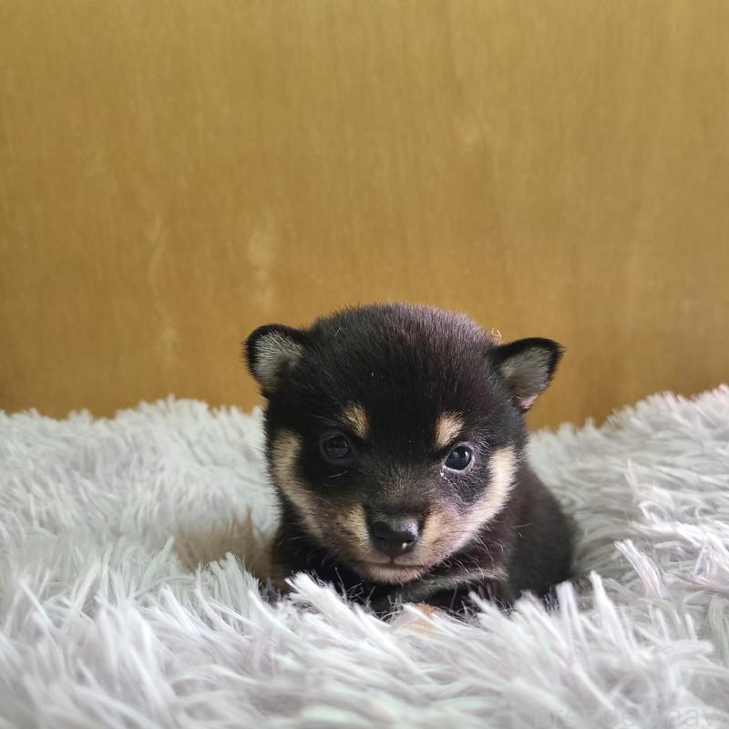 販売中の神奈川県の豆柴-450740の5枚目