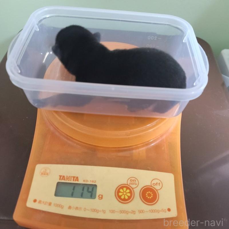 販売中の神奈川県の豆柴-450740の3枚目