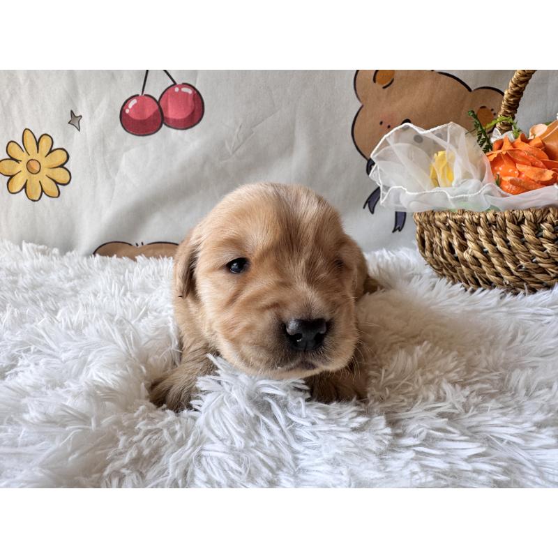 販売中の茨城県のゴールデンレトリーバー-450739の3枚目