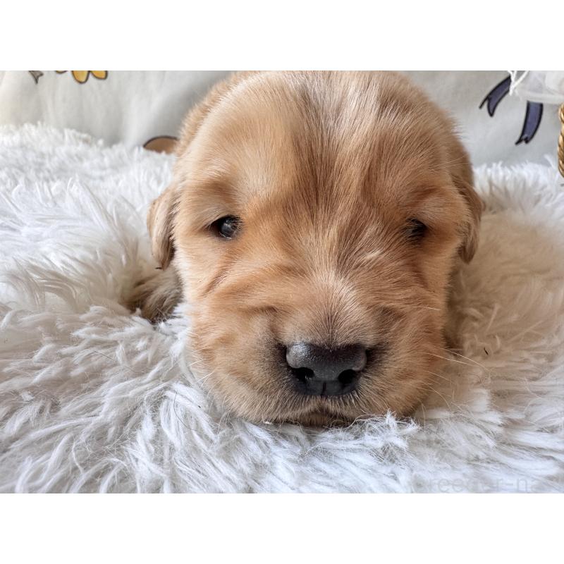 販売中の茨城県のゴールデンレトリーバー-450739の2枚目