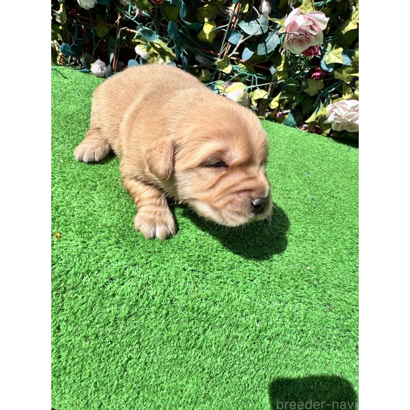 販売中の茨城県のゴールデンレトリーバー-450741の2枚目