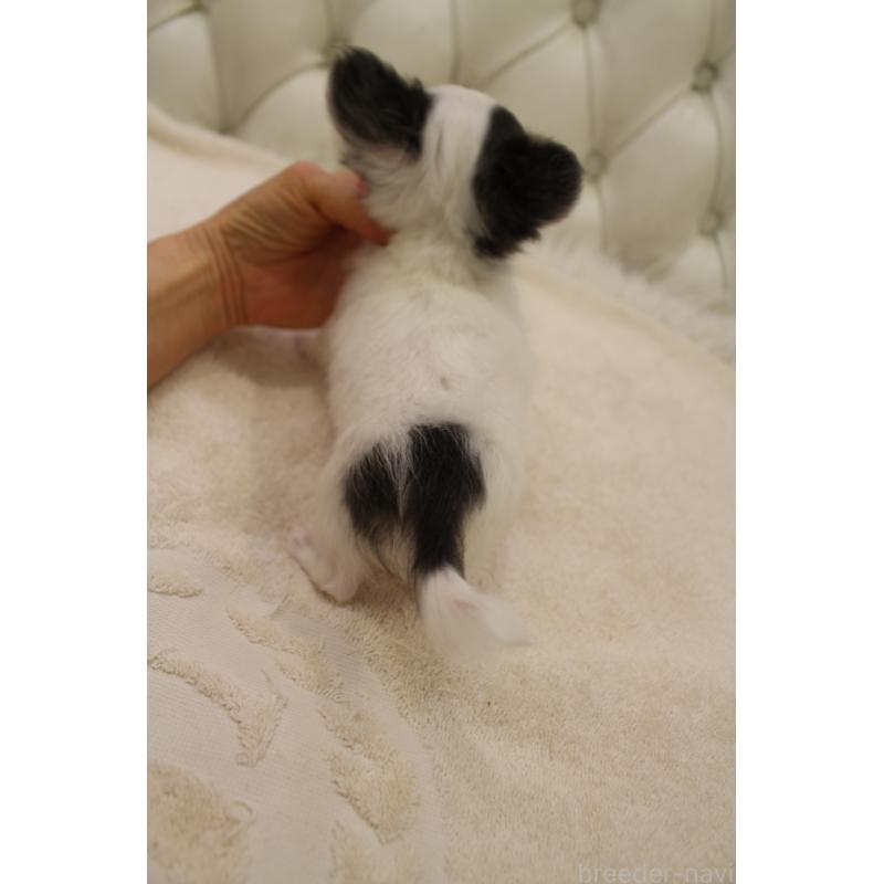 販売中の東京都のチワワ(ロングコート)-450743の2枚目