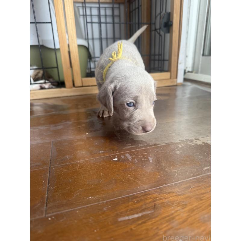 販売中の神奈川県のワイマラナー-450744の5枚目