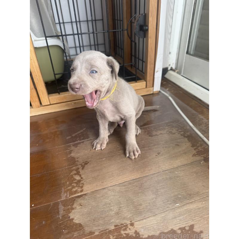 販売中の神奈川県のワイマラナー-450744の4枚目