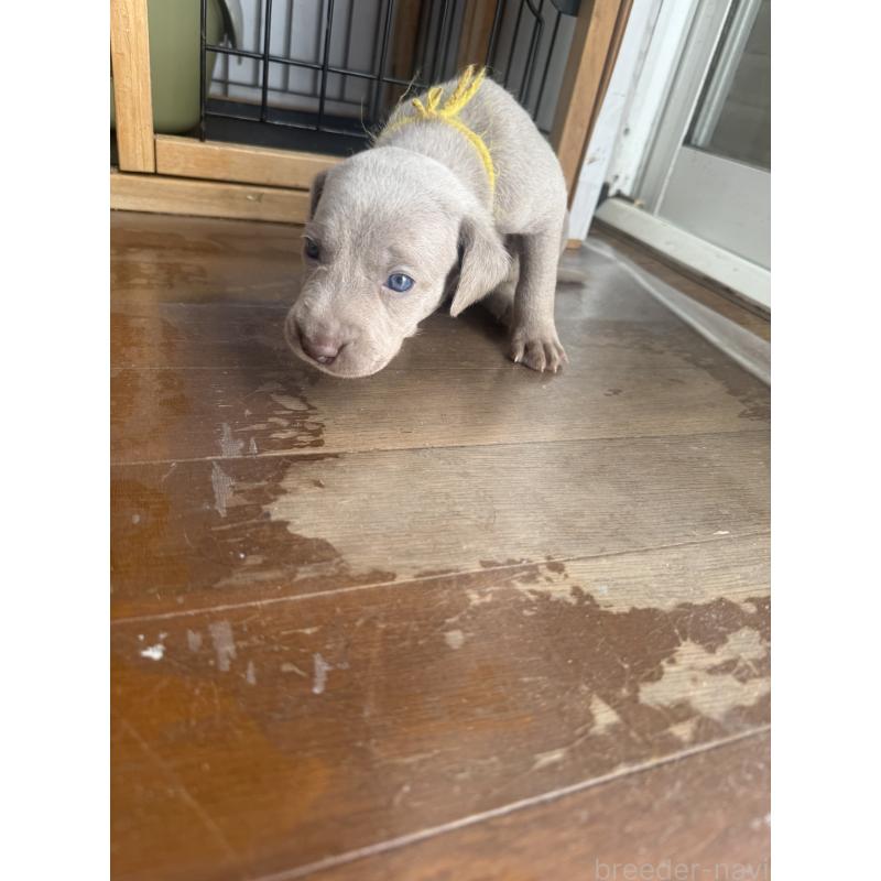 販売中の神奈川県のワイマラナー-450744の3枚目