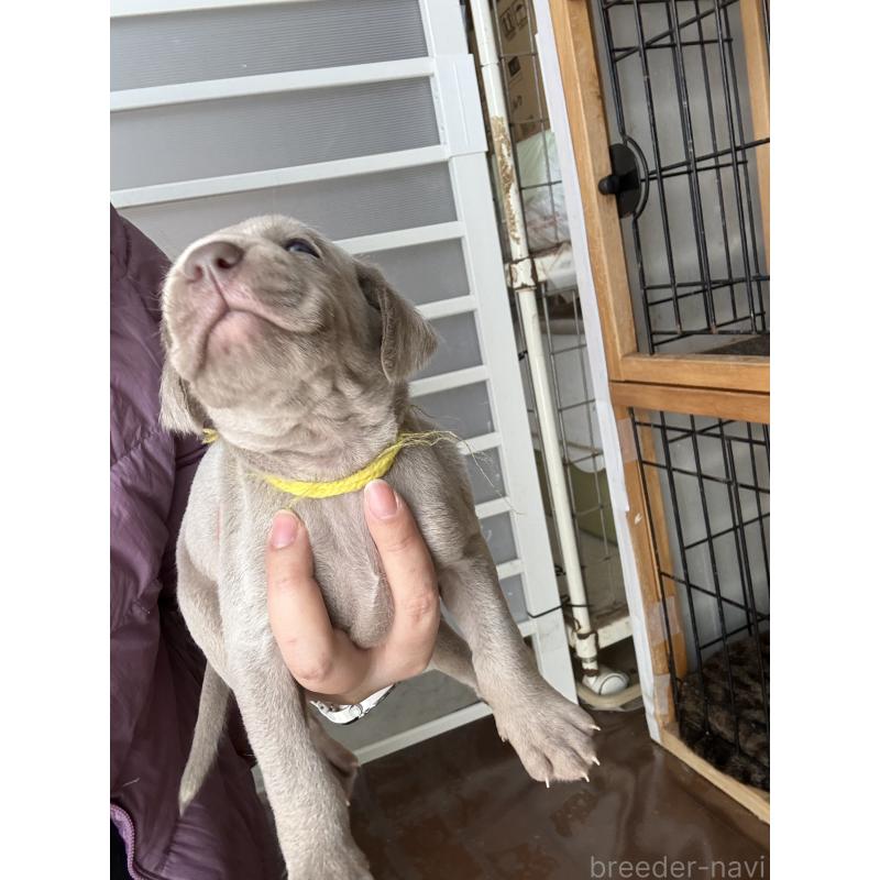 販売中の神奈川県のワイマラナー-450744の2枚目