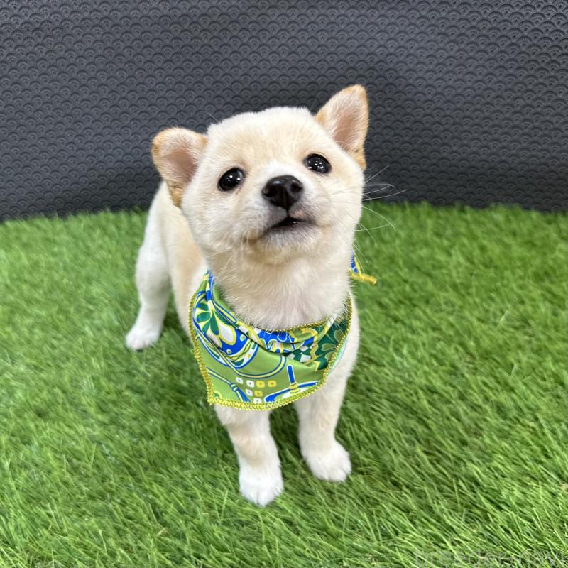 販売中の広島県の豆柴-450745