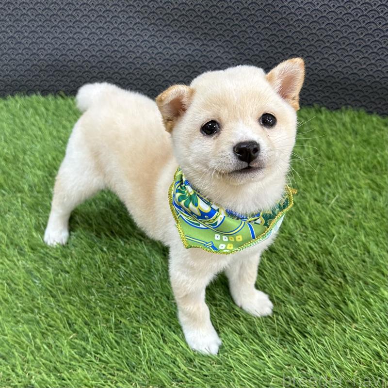 販売中の広島県の豆柴-450745の4枚目