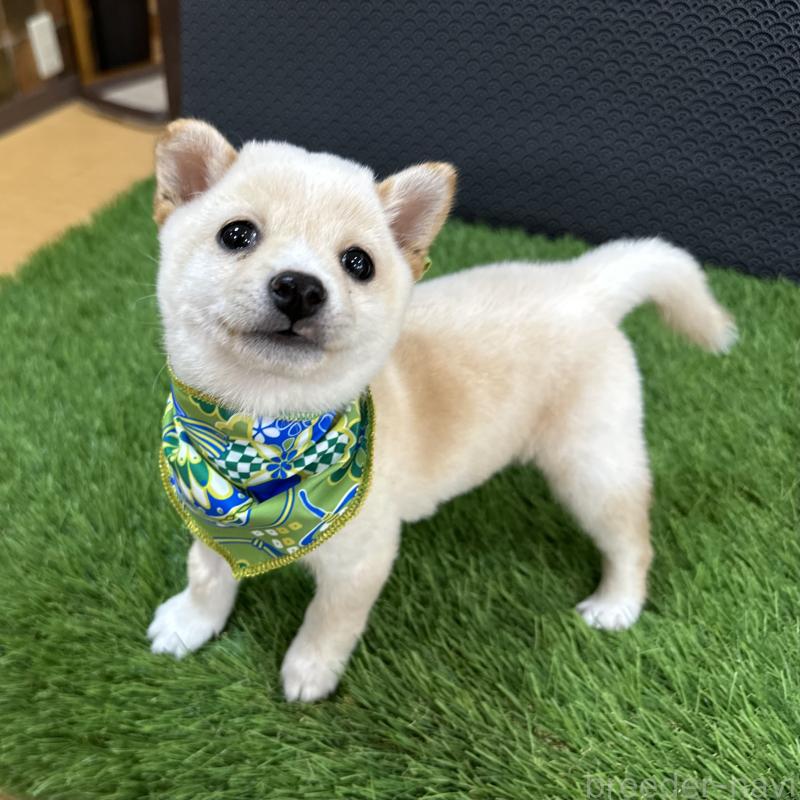 販売中の広島県の豆柴-450745の3枚目