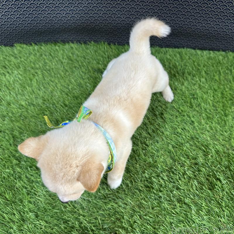 販売中の広島県の豆柴-450745の2枚目