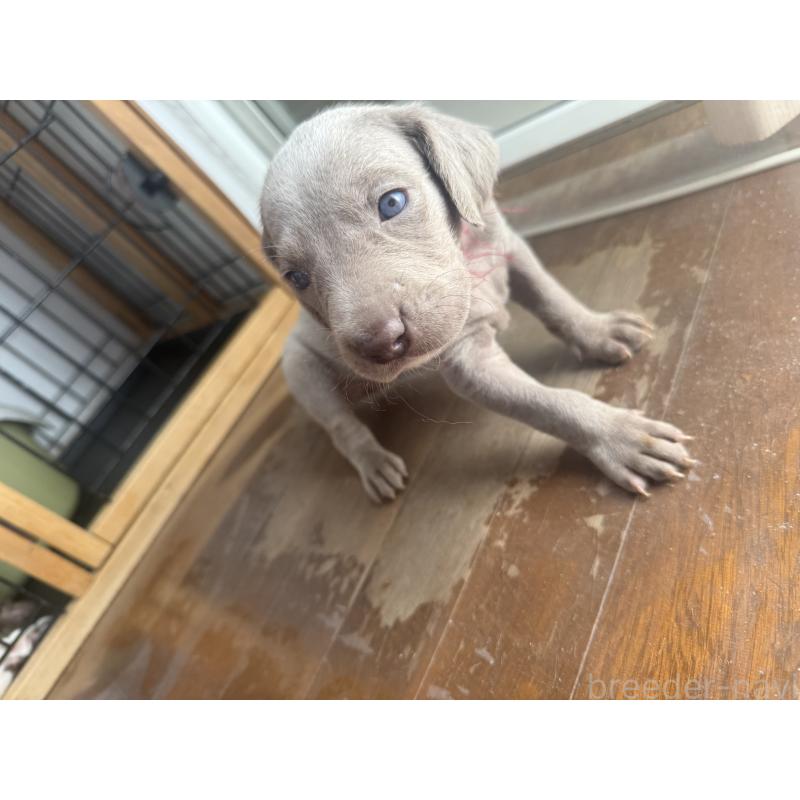 販売中の神奈川県のワイマラナー-450746の4枚目