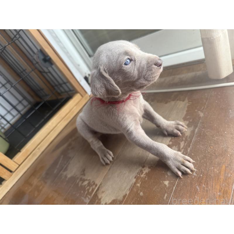 販売中の神奈川県のワイマラナー-450746の3枚目