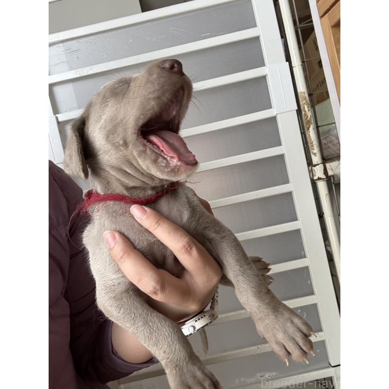 販売中の神奈川県のワイマラナー-450746の2枚目