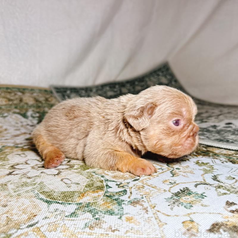 販売中の奈良県のフレンチブルドッグ-450747の14枚目