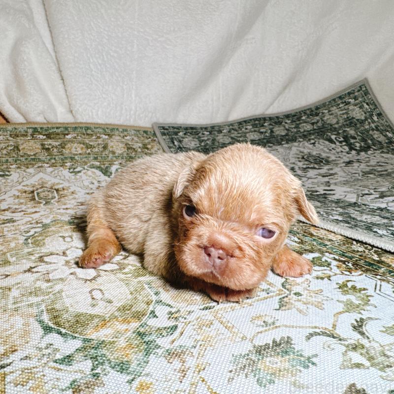 販売中の奈良県のフレンチブルドッグ-450747の13枚目