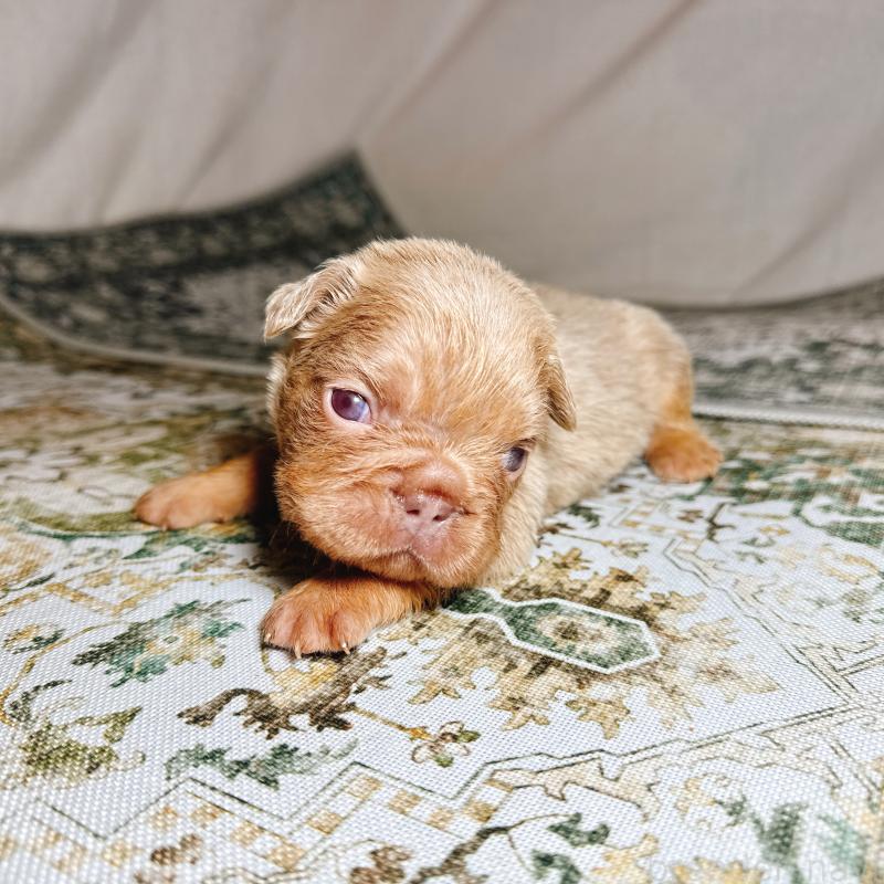 販売中の奈良県のフレンチブルドッグ-450747の12枚目