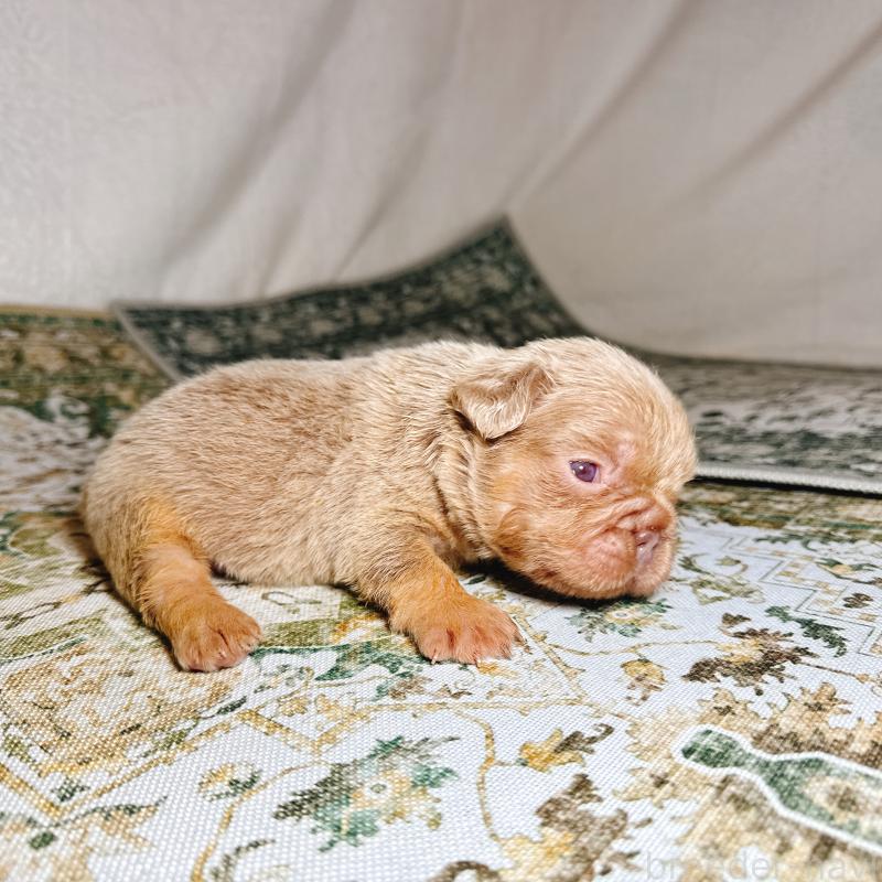 販売中の奈良県のフレンチブルドッグ-450747の11枚目