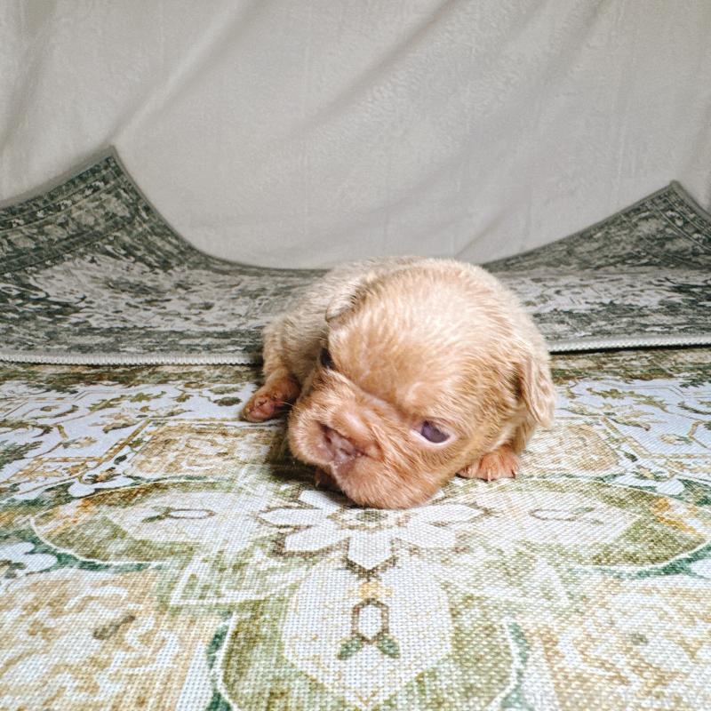 販売中の奈良県のフレンチブルドッグ-450747の10枚目