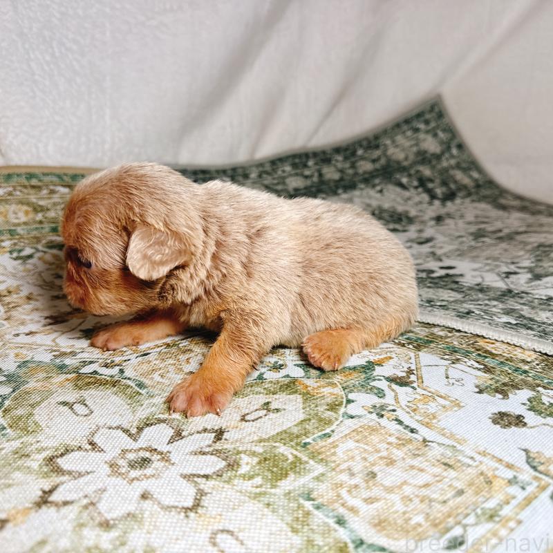 販売中の奈良県のフレンチブルドッグ-450747の9枚目