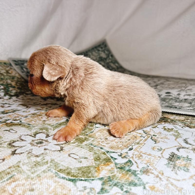 販売中の奈良県のフレンチブルドッグ-450747の8枚目