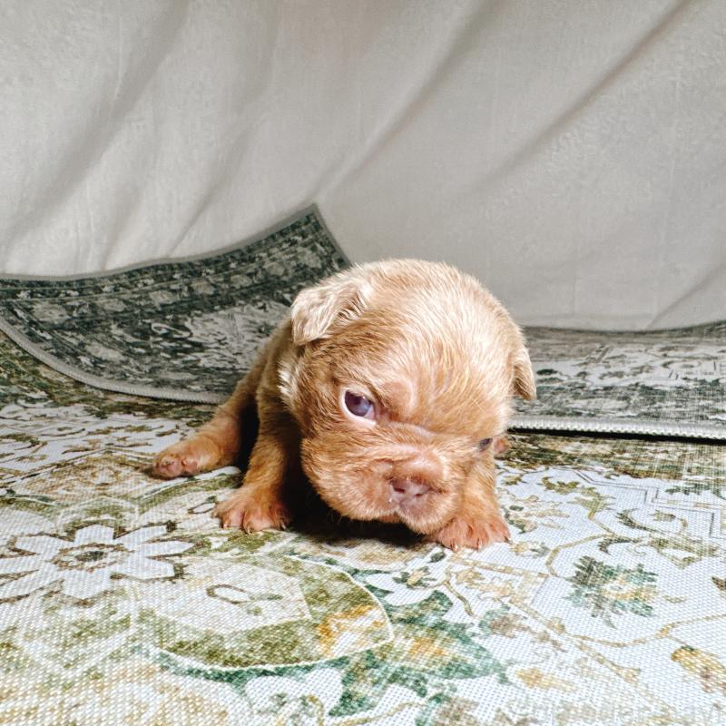 販売中の奈良県のフレンチブルドッグ-450747の7枚目