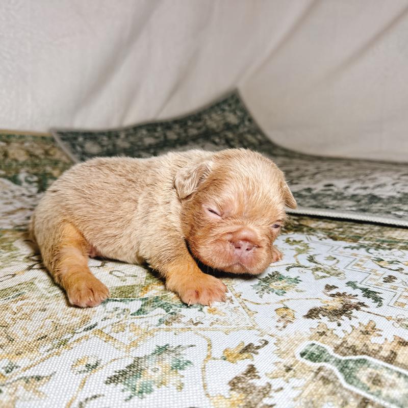 販売中の奈良県のフレンチブルドッグ-450747の6枚目