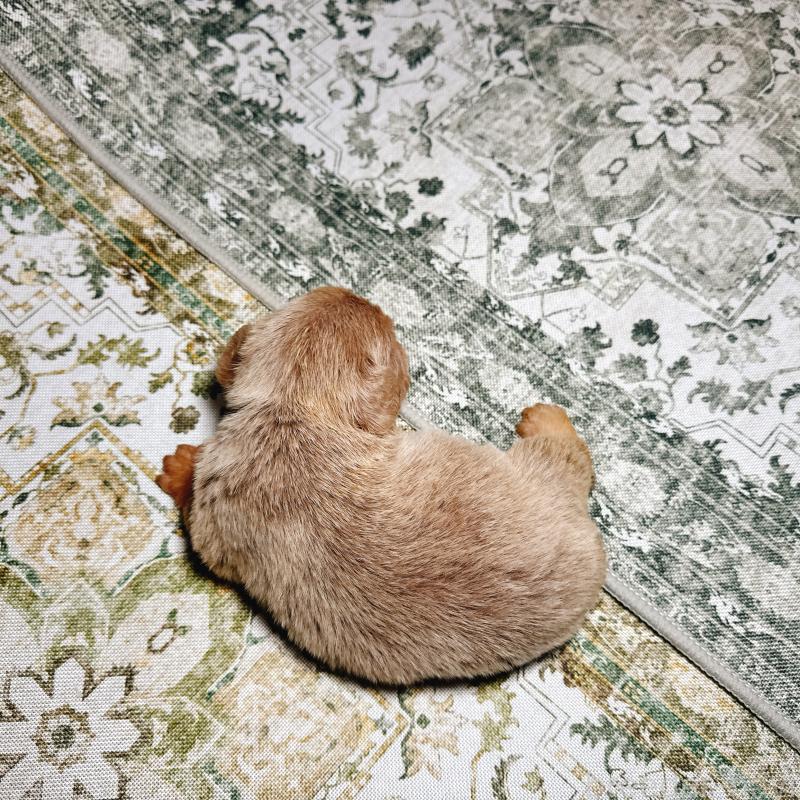 販売中の奈良県のフレンチブルドッグ-450747の5枚目