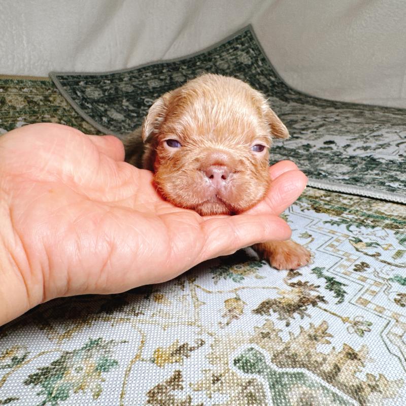 販売中の奈良県のフレンチブルドッグ-450747の4枚目