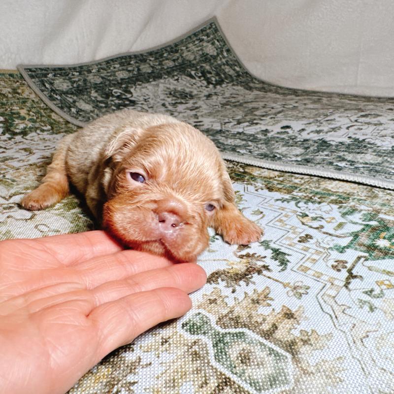 販売中の奈良県のフレンチブルドッグ-450747の3枚目