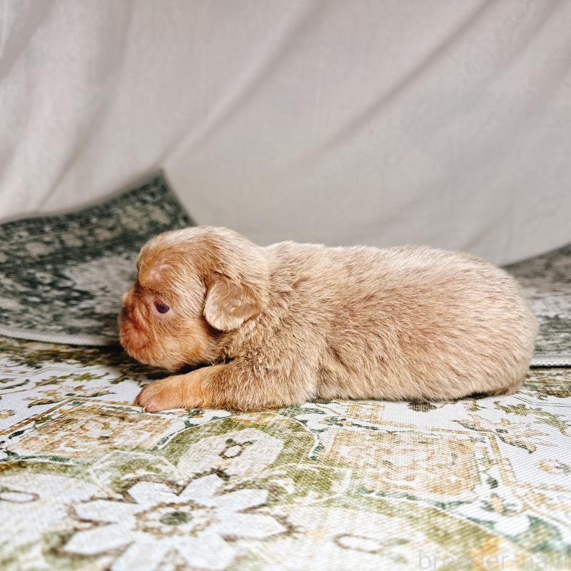 販売中の奈良県のフレンチブルドッグ-450747の2枚目