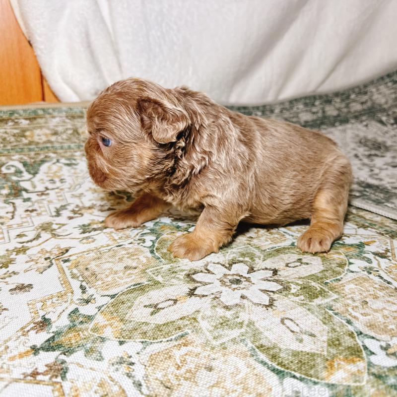 販売中の奈良県のフレンチブルドッグ-450748の23枚目