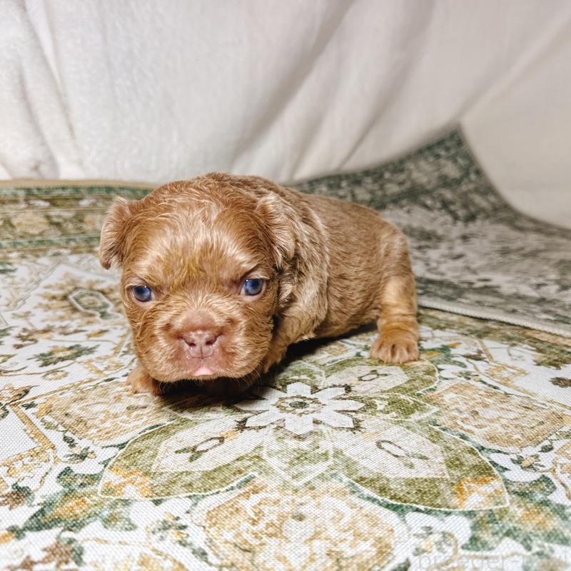 販売中の奈良県のフレンチブルドッグ-450748の22枚目