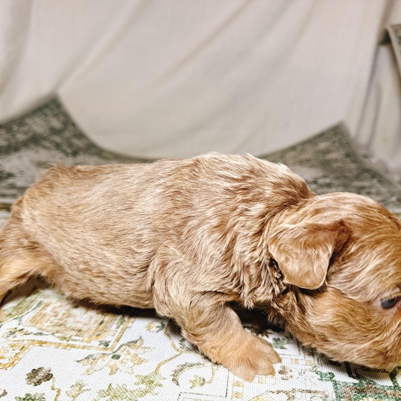 販売中の奈良県のフレンチブルドッグ-450748の21枚目