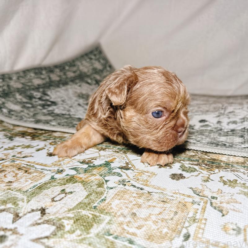 販売中の奈良県のフレンチブルドッグ-450748の20枚目