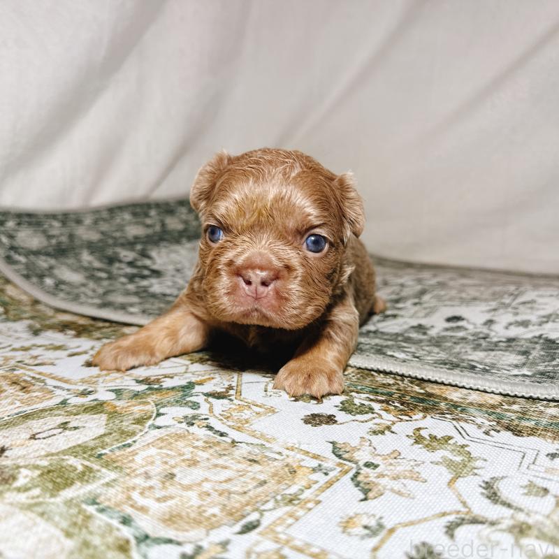 販売中の奈良県のフレンチブルドッグ-450748の19枚目