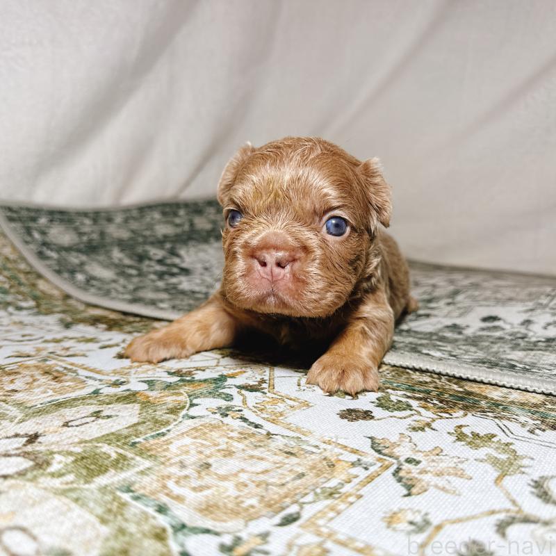 販売中の奈良県のフレンチブルドッグ-450748の18枚目