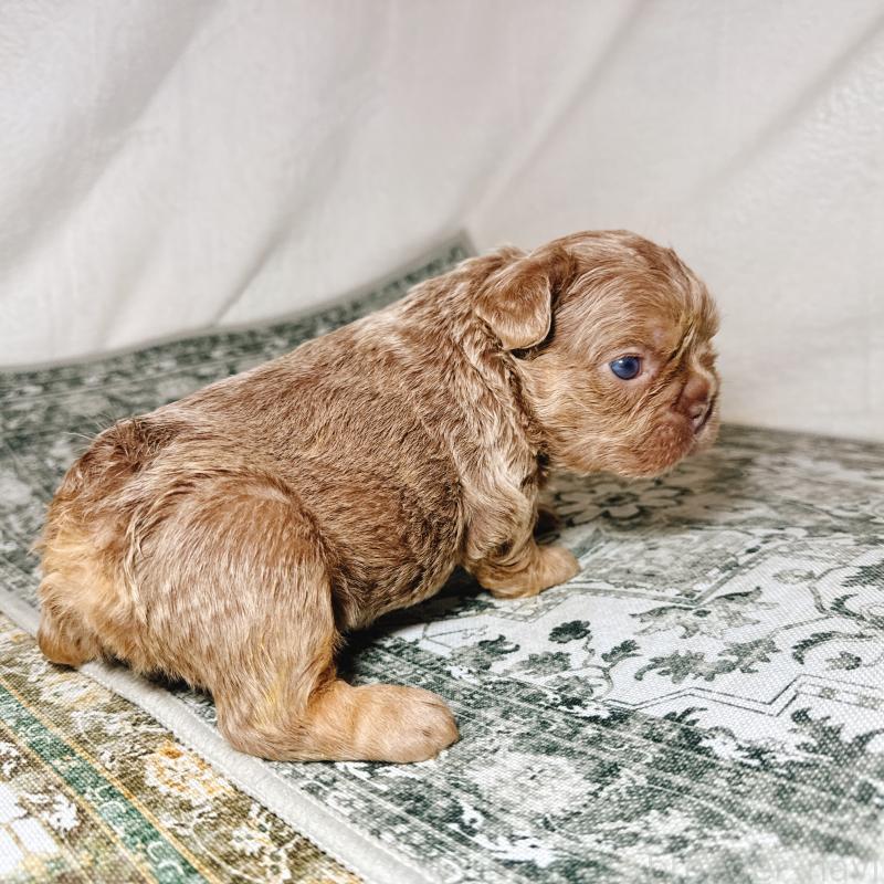 販売中の奈良県のフレンチブルドッグ-450748の17枚目