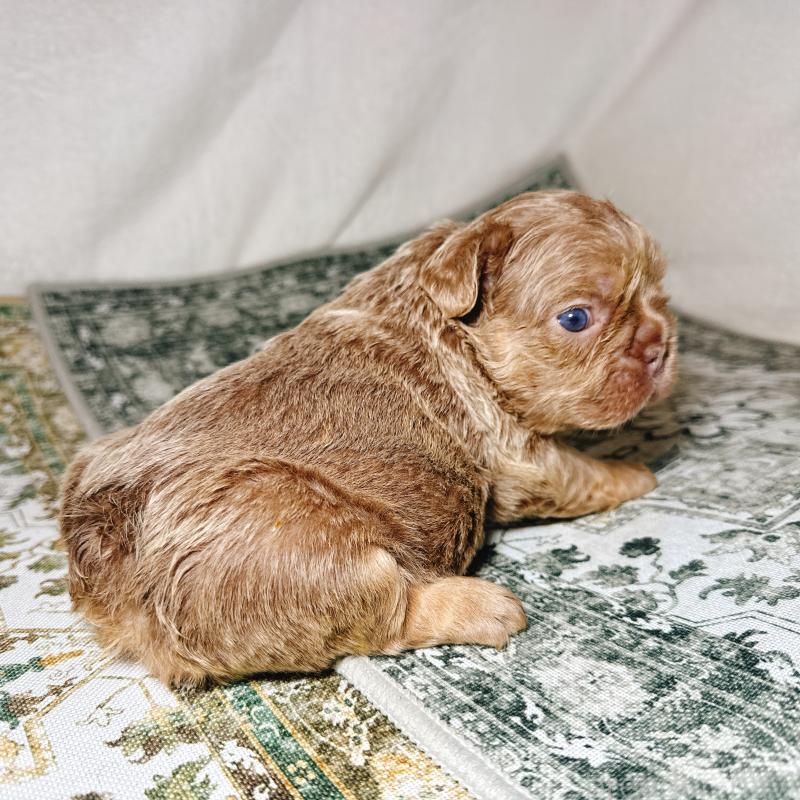 販売中の奈良県のフレンチブルドッグ-450748の16枚目