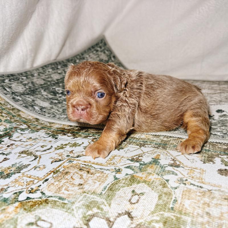 販売中の奈良県のフレンチブルドッグ-450748の15枚目