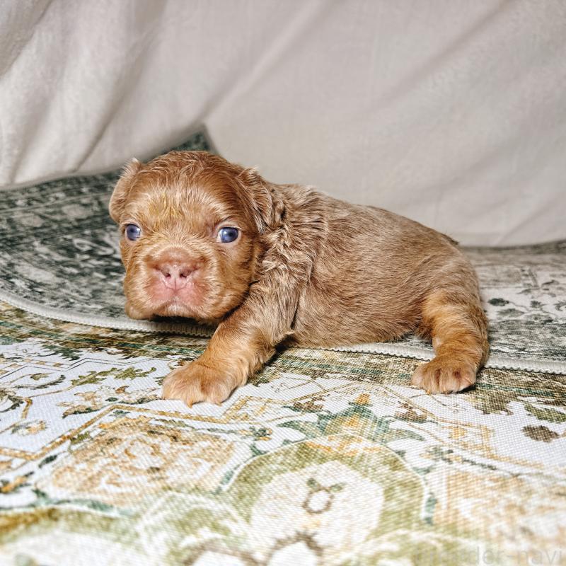 販売中の奈良県のフレンチブルドッグ-450748の14枚目