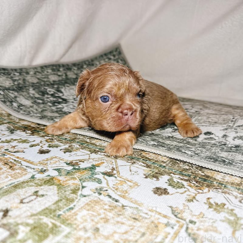 販売中の奈良県のフレンチブルドッグ-450748の13枚目