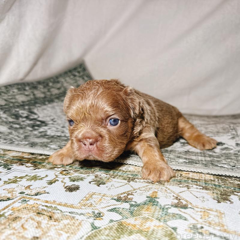 販売中の奈良県のフレンチブルドッグ-450748の12枚目